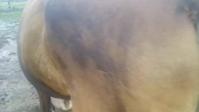 #ЛОШАДИ# ЕДЯТ КРАПИВУ смотреть онлайн