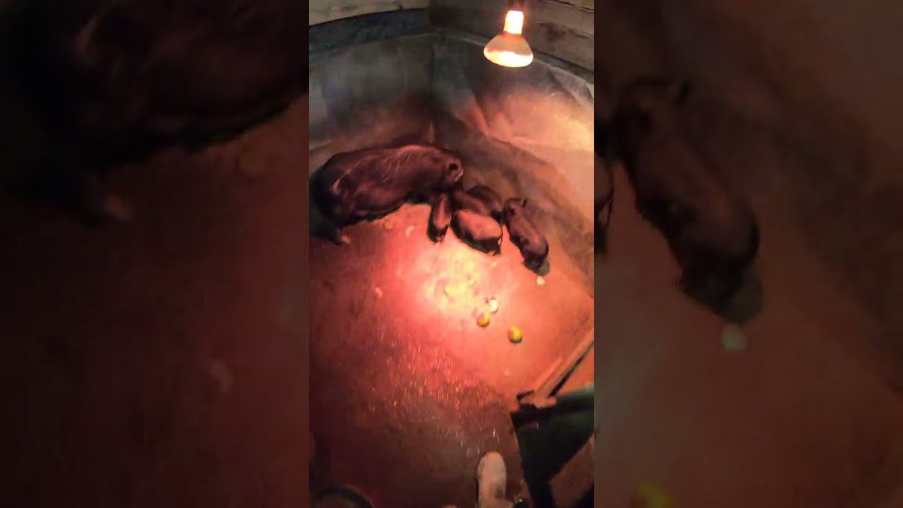 Мясо будет много смотреть онлайн