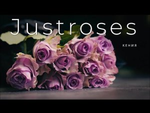 Роза 70см. Сорт Nightgale | Плантация Justroses, Кения