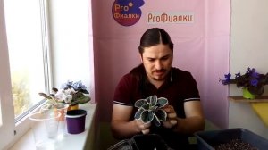 СУПЕР СПОСОБ КАК ОМОЛОДИТЬ ФИАЛКУ? ПРОВЕРЕННЫЕ И РАБОТАЮЩИЕ СПОСОБЫ!