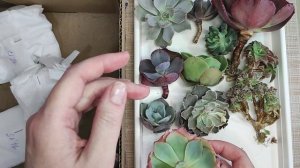 Большущая распаковка суккулентов от Ивана Соболева. Много интересных растений + подарки!