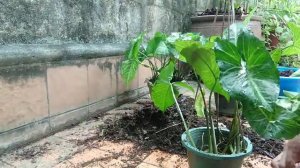 Best hanging plant syngonium arrowhead | paano gumawa hanging plant syngonium