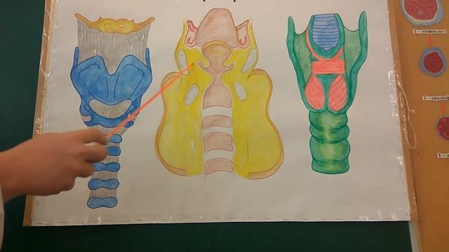 Строение гортани (ЗБМК) смотреть онлайн