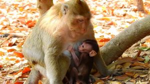 So adorable baby monkey Madea talks with cameraman