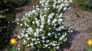 Чубушник гибридный Миннесота Сноуфлэйк. Краткий обзор, описание philadelphus Minnesota Snowflake