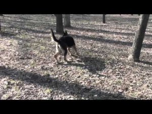 Первое воспитание