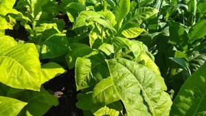 Фузариоз на табаке-2. 10 дней после обработки фитоспорином.