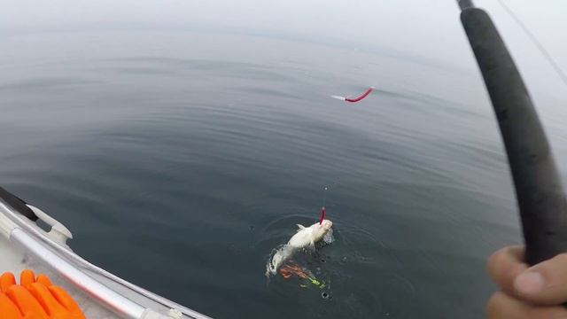 Морская Северная рыбалка / Териберка / Треска / часть 2 / North sea fishing