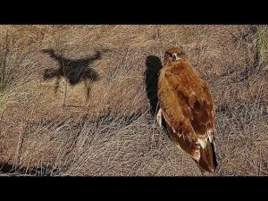 Орел степной. Самый смелый хищник! Steppe eagle. Апшеронский национальный парк