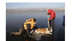 Собака провалилась под лед