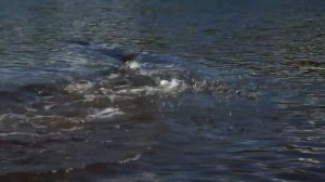 Рыбалка на реке Северная (Сибирь, Красноярский край)  ролик 1