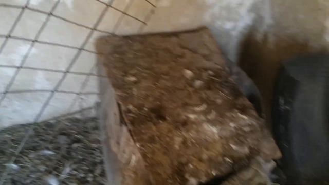 Куры несутся теперь где нужно😊 смотреть онлайн