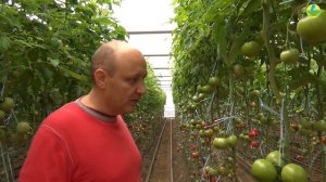 ПИНК ПАРАЛЛЕЛЬ F1 - СЛАДКИЙ, УСТОЙЧИВЫЙ, УРОЖАЙНЫЙ, БЛАГОРОДНЫЙ РОЗОВЫЙ ТОМАТ (02-11-2019)