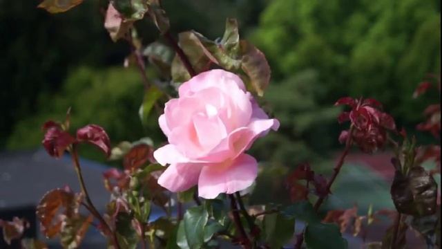 The Queen Elizabeth Rose смотреть онлайн