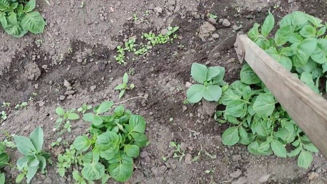 Как получить двойной урожай картофеля. смотреть онлайн