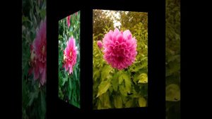 Цветы, лето и мелодия.mp4