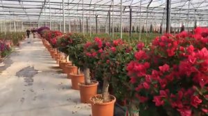 Teil 1: Mediterraner Garten Bougainvillea Drillingsblume