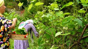 Фаршированные виноградные листья (Долма) Азербайджанская Кухня Деревенская Кухня Рецепты