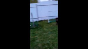 Футбол с лабрадором