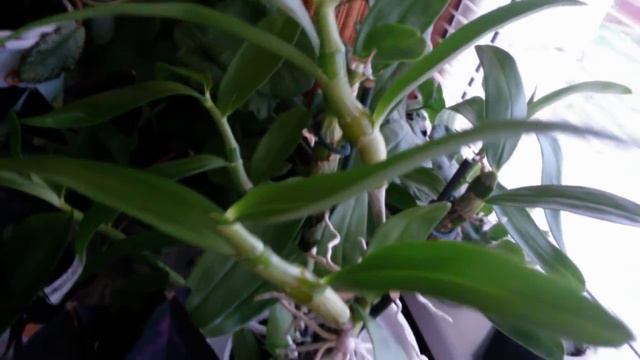 МОИ КОМНАТНЫЕ РАСТЕНИЯ. смотреть онлайн