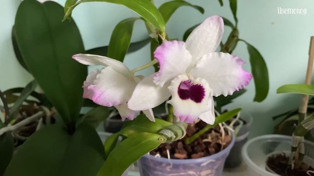Как заставить цвести орхидею. И почему орхидея не цветёт. смотреть онлайн