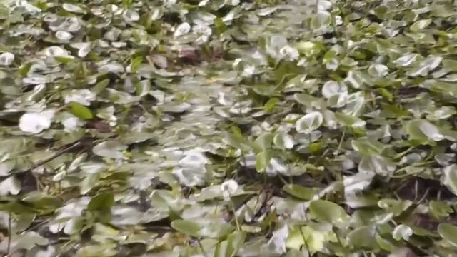 Удивительные приключения вездеходов Пелец и Тофалар смотреть онлайн