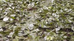 Удивительные приключения вездеходов Пелец и Тофалар