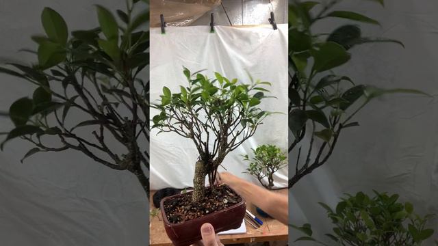 MBS 2023 Beginner Workshop Tigerbark Ficus смотреть онлайн