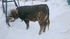 Режем быка после 90 дней откорма