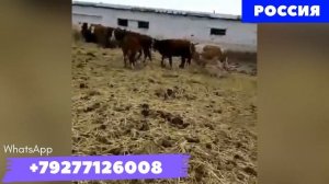 Оптовые продажи КРС из России на экспорт СНГ??В наличии Коровы, Тёлочки, Быки, Бычки, Телята.