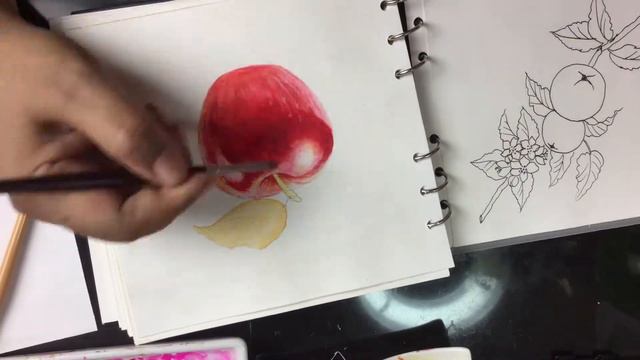 Red Apple - Botanical Study in Sketch & Watercolor смотреть онлайн