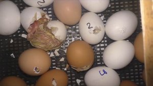 Цыплята От наклёва до вылупления Инкубатор Идеальная наседка часть 2