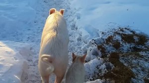 Свиньи крупная белая и ландрасы 6 месяцев - зимняя прогулка во дворе