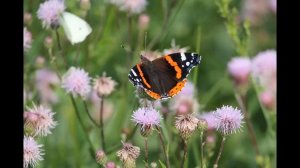 Социальный ролик Берегите природу!