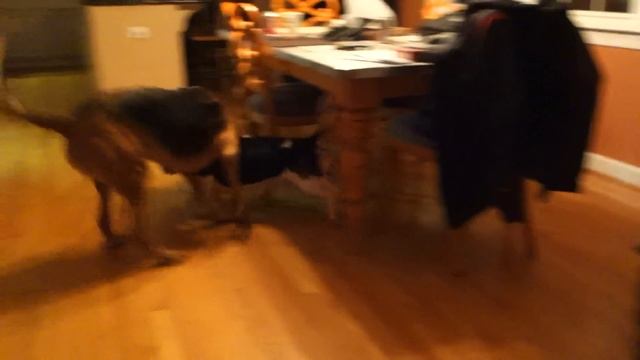 Bloodhound & Basset Hound Racing through the house смотреть онлайн