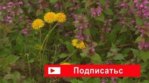 май: цветение под ногами — зарисовка May: flowering underfoot - sketch