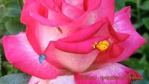 Роза чайно-гибридная Роза Гожар (rose rose gaujard) ? обзор: как сажать, саженцы розы Роза Гожар