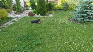 Цветение роз. Роза Вартбург Спасти микроклоны