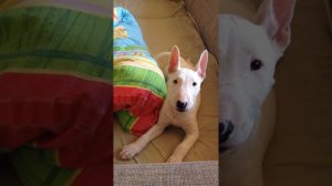 Порода бультерьер. Разговоры на диване.