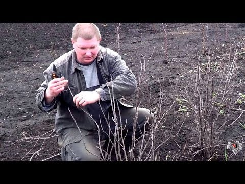 Обрезка кустов смородины