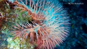 Топ 20 РЫБ С НЕОБЫЧНЫМ НАЗВАНИЕМ