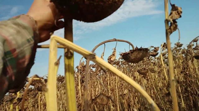 Повышаем урожайность подсолнуха без затрат!!! смотреть онлайн