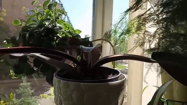 Обзор комнатных растений смотреть онлайн