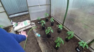 Высадка перцев в теплицу