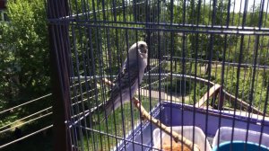 Что делать, если улетел попугай? Крик волнистого попугая, я здесь, ты где.