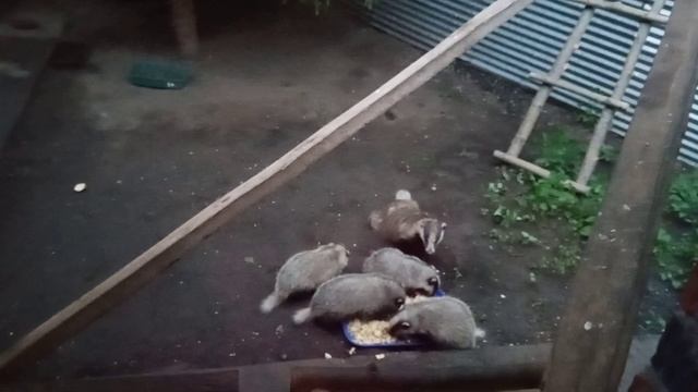 заботливая мама барсучиха