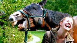 "БРЕД СИВОЙ КОБЫЛЫ". Откуда пошло выражение и что оно означает?