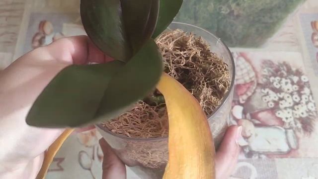 Пересадка орхидеи Julia после восстановления. Живой мох - круглый год! смотреть онлайн