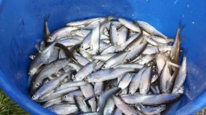 С виду безобидные, но самые опасные речные рыбы которых никогда не стоит отпускать!