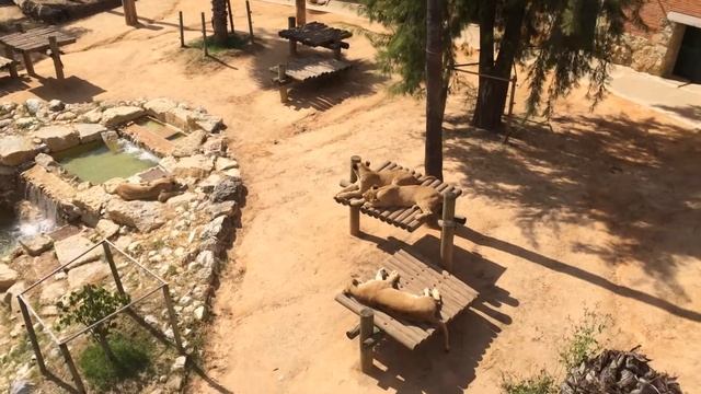 Lissabon Zoo смотреть онлайн